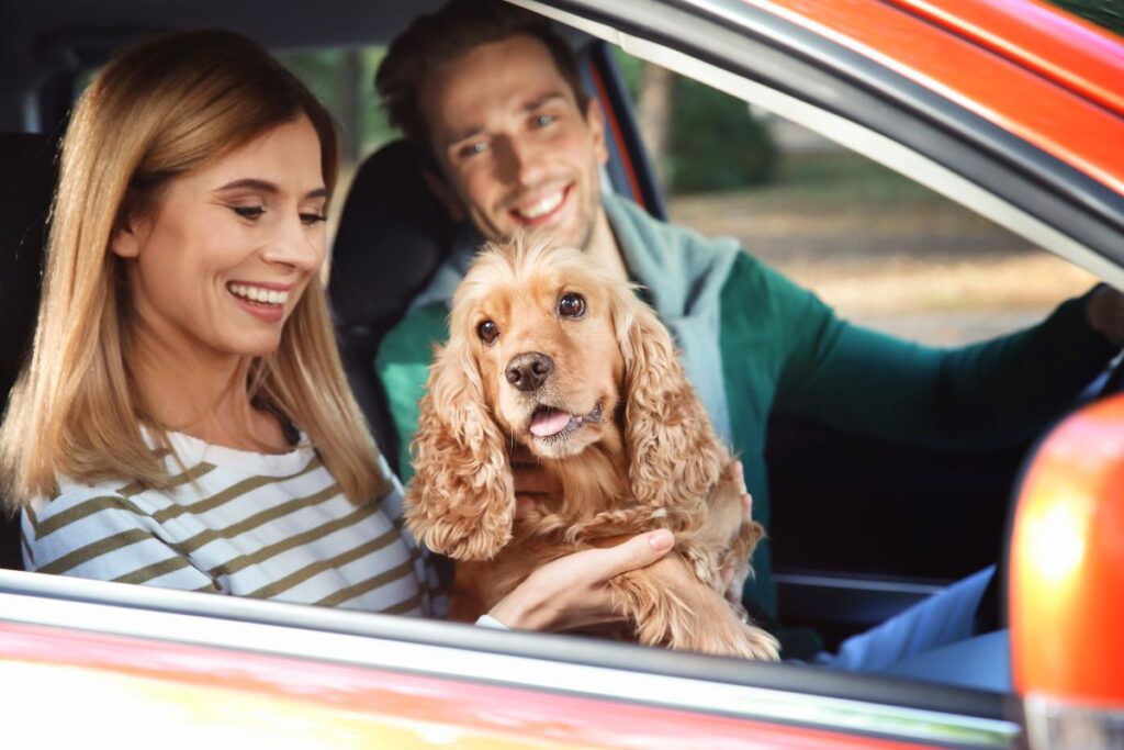 Voyage de vacances avec les animaux de compagnie