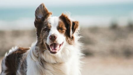 border collie chien race