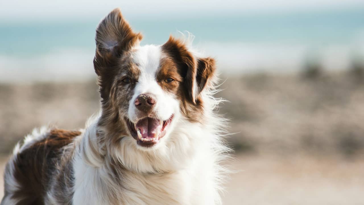 border-collie-quel-est-le-caract-re-de-cette-race-de-chien
