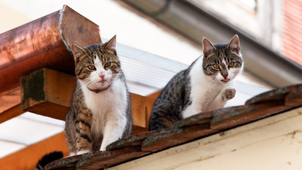 chats