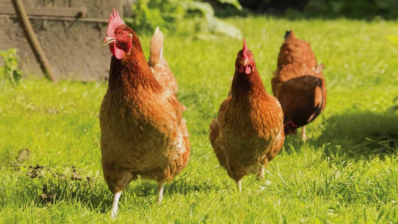 Enclos à poule : les bienfaits des poules chez soi
