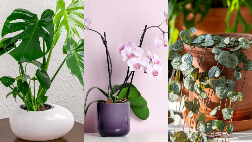 test plantes defaut