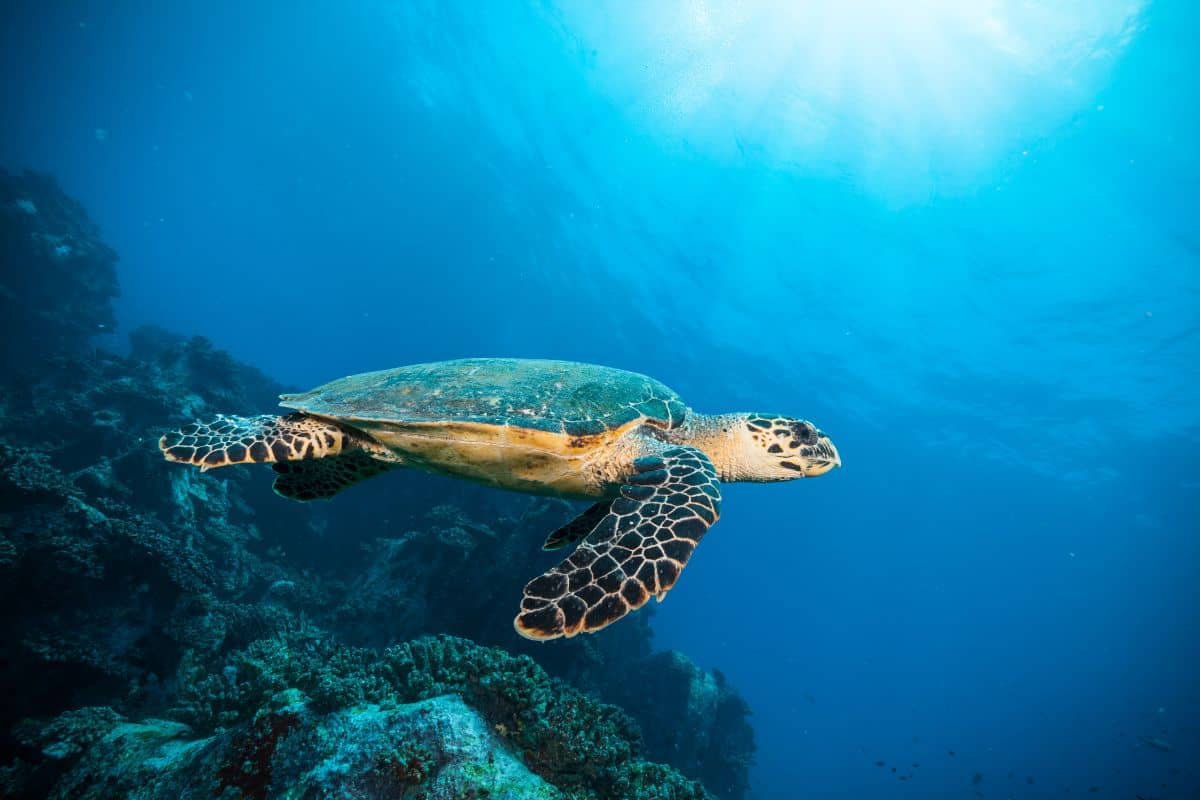La tortue de mer
