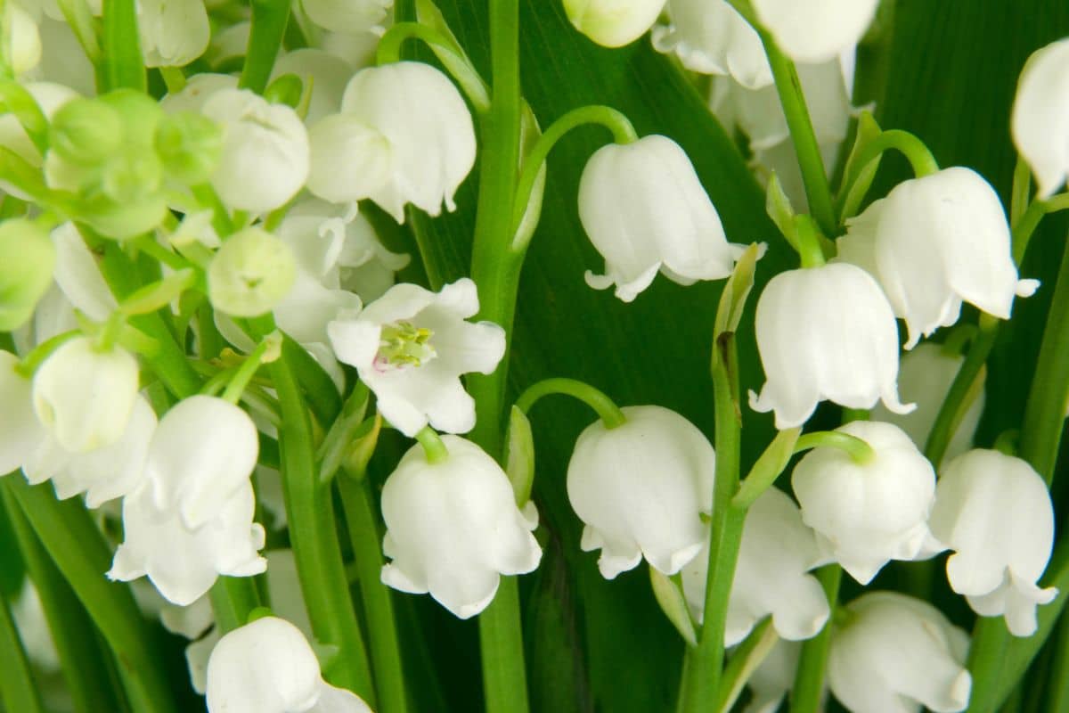 Une plante printanière courante toxique pour les animaux