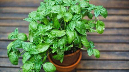 culture plantes en pot basilic