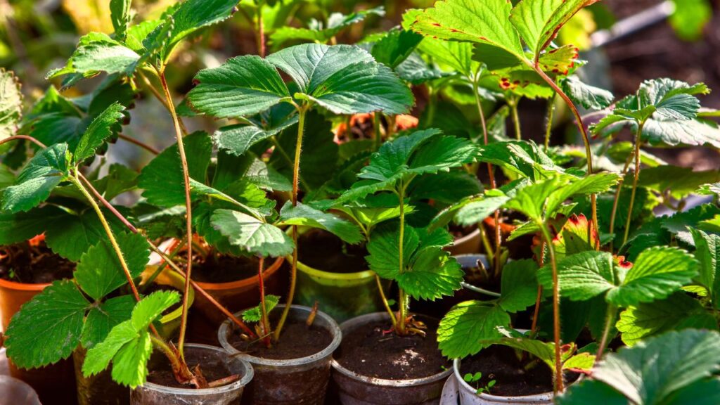 culture plantes en pot fraisier
