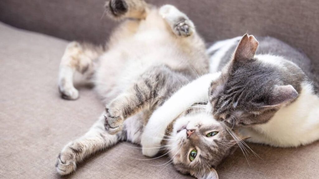 chats-qui-s'amusent (1)