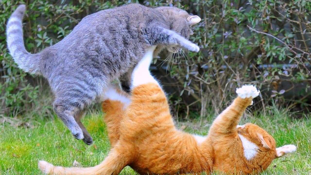 chats-qui-se-disputent-cohabitation (1)