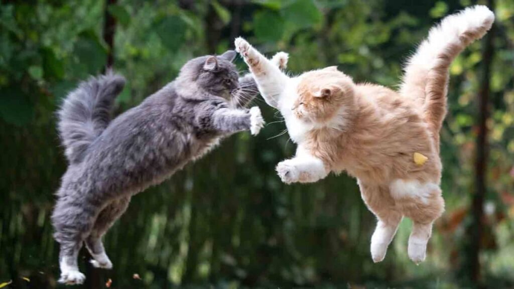 cohabitation-entre-chats-dispute (1)