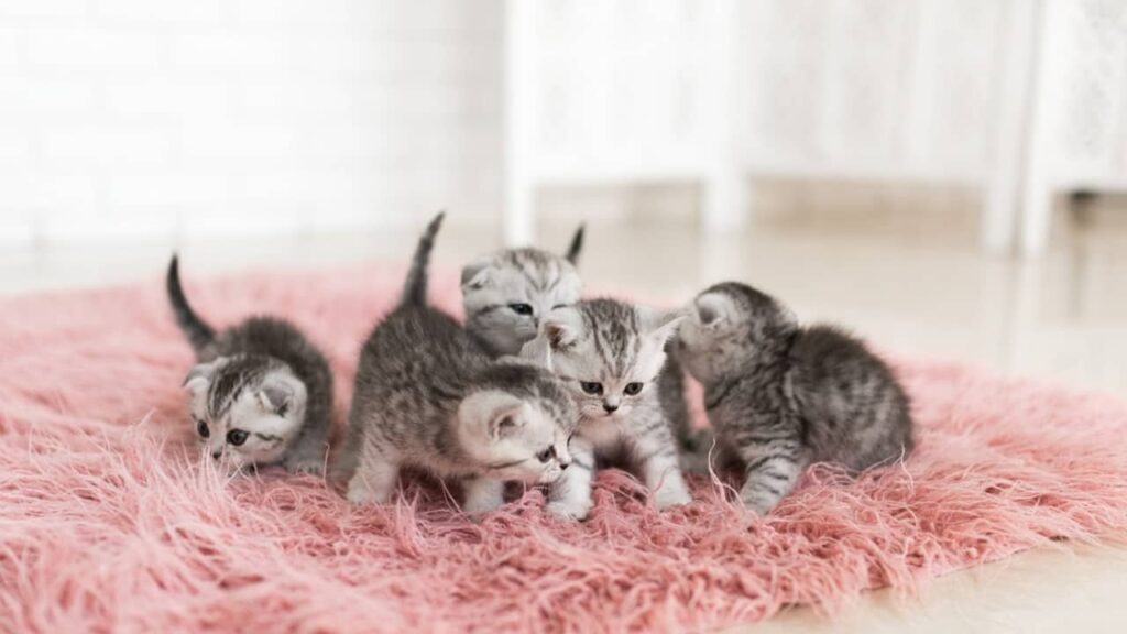 plusieurs-chatons (1)