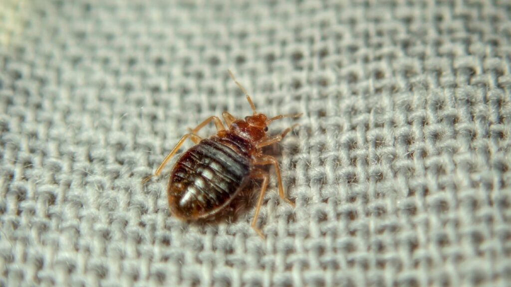 insecte