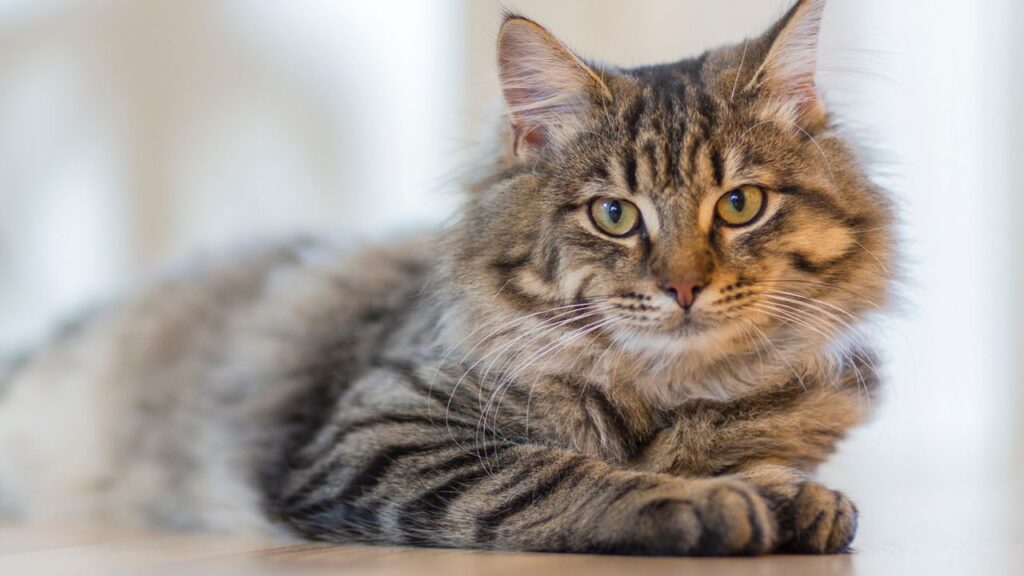 chat longevite