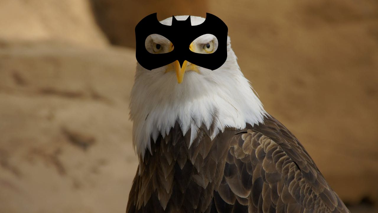 super-pouvoirs-des-animaux-aigle