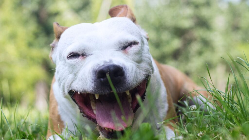 chien