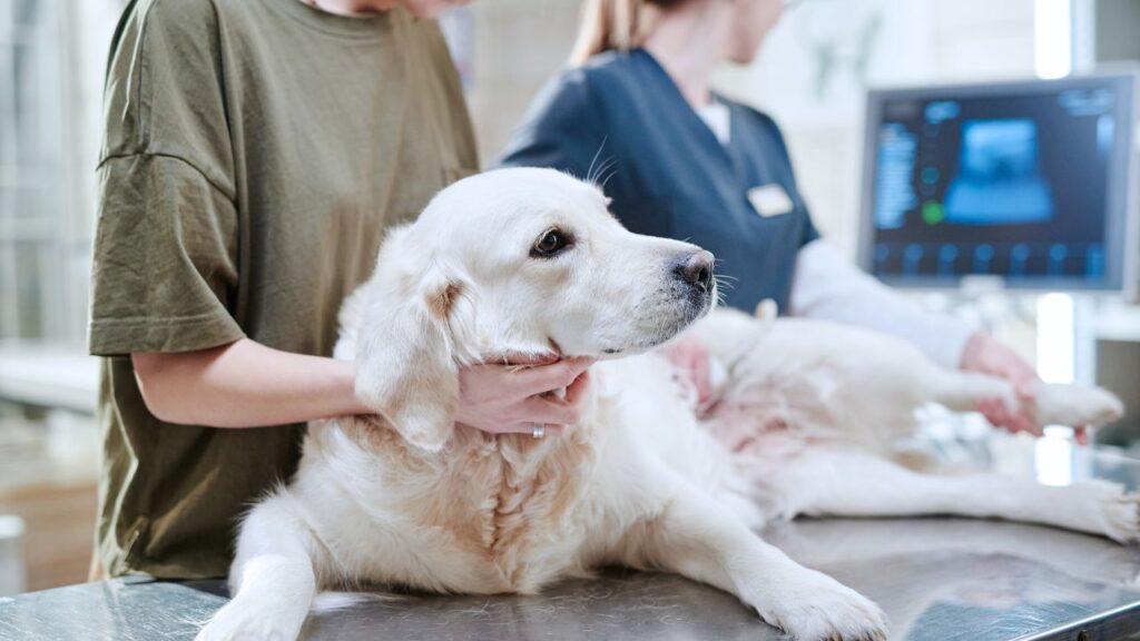 chien tousse truc coincé