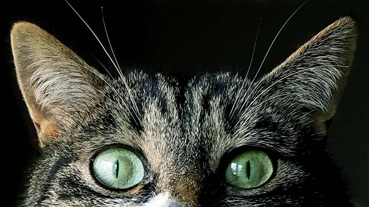chat
