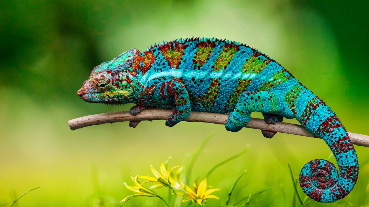 reptiles cameleon