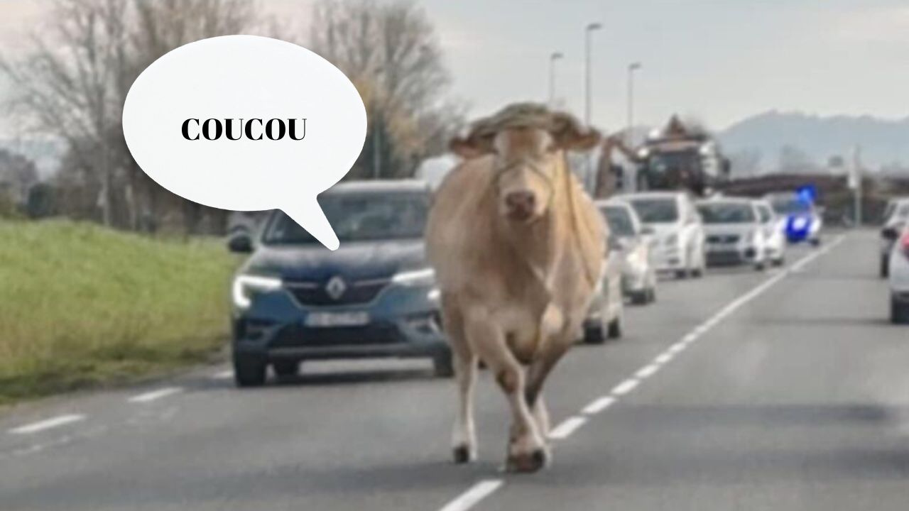 vache rocade agen