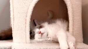 10 objets pour améliorer la vie d’un chat d’intérieur chat intérieur