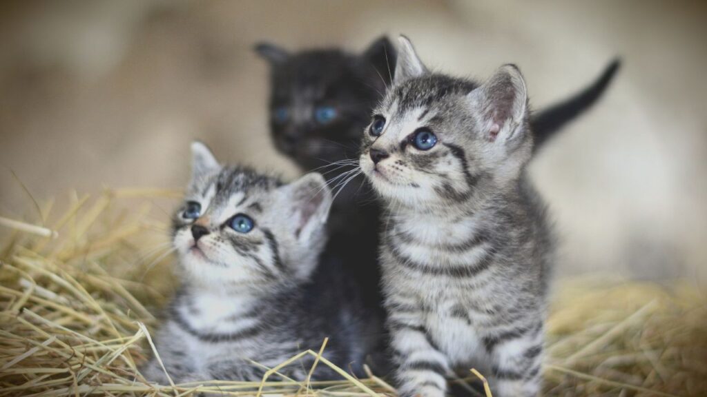 chatons