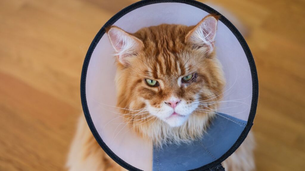 conges animal malade animaux