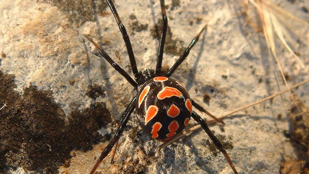 araignées dangereuses