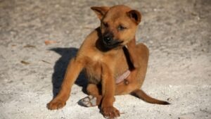 animaux parasites puces