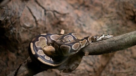 animaux reptiles sans certificat capacité