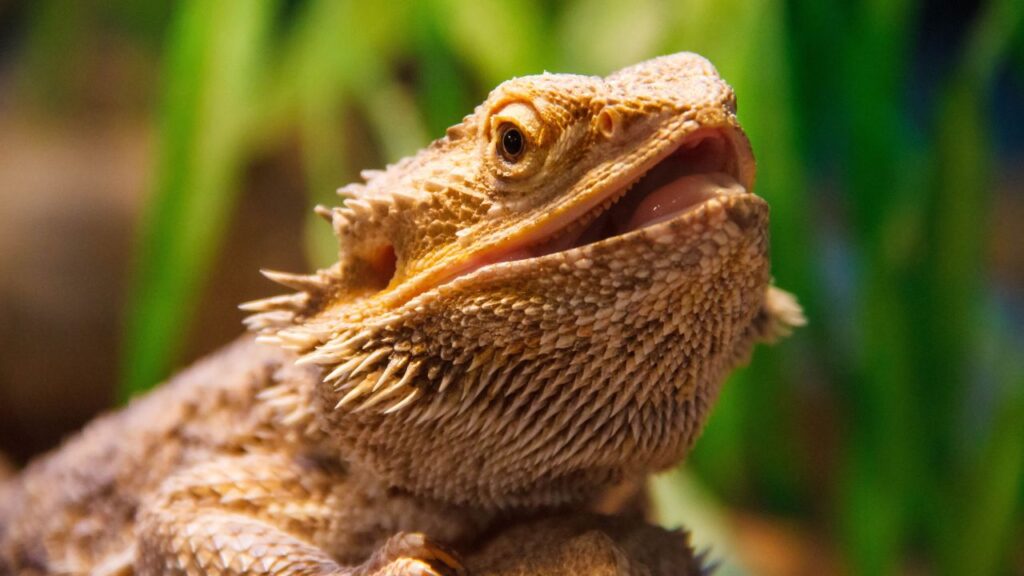 animaux reptiles sans certificat capacité