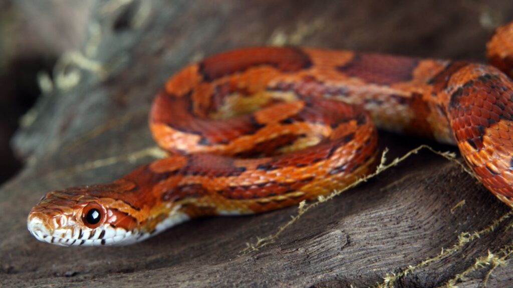 animaux reptiles sans certificat capacité