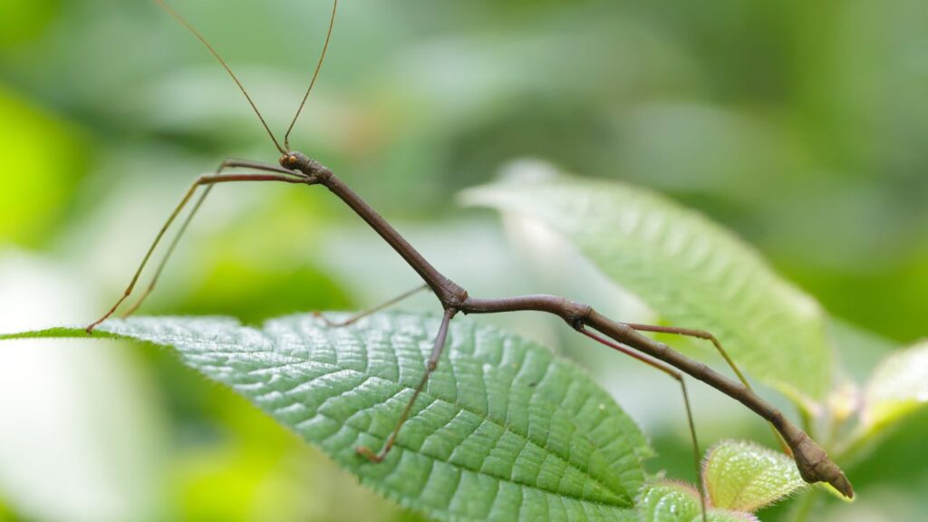 animaux reptiles sans certificat capacité