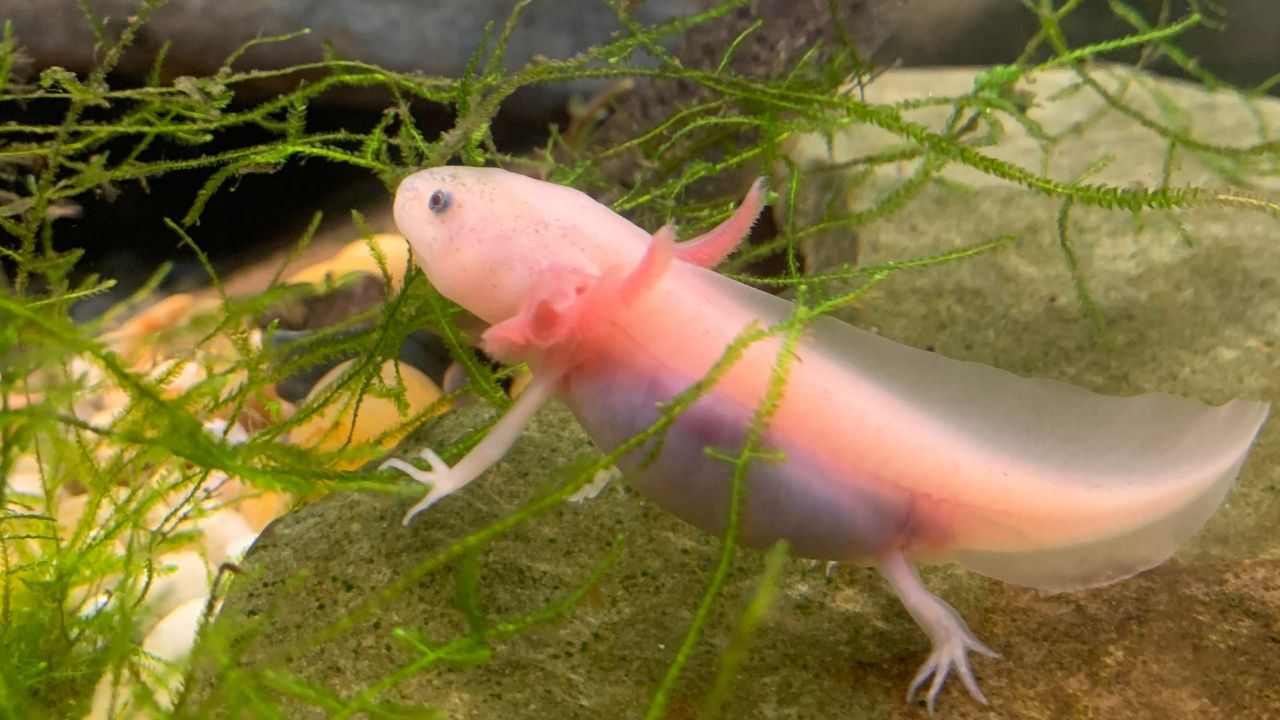axolotl animaux incroyables