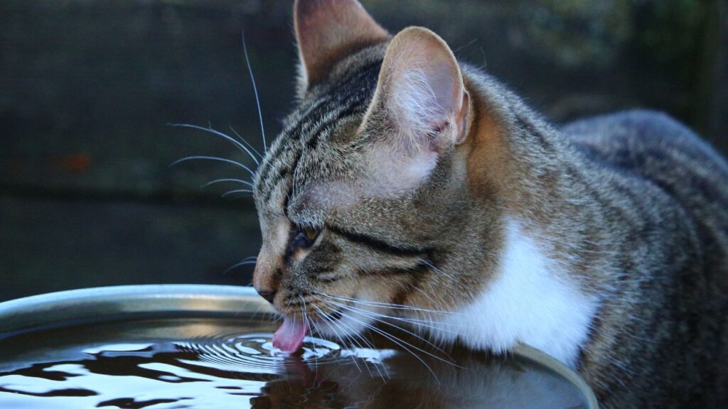 chat boit