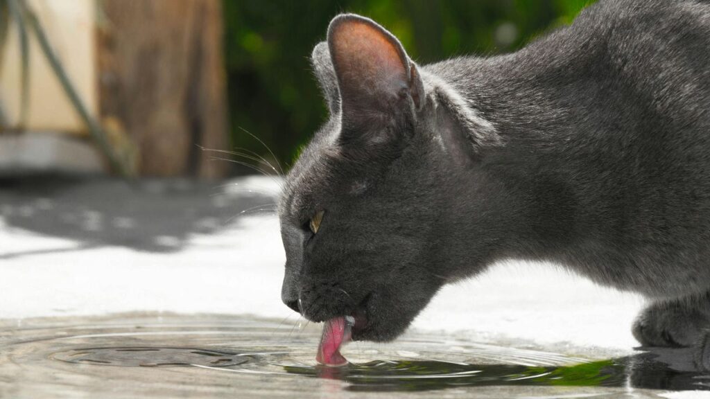 chat boit beaucoup