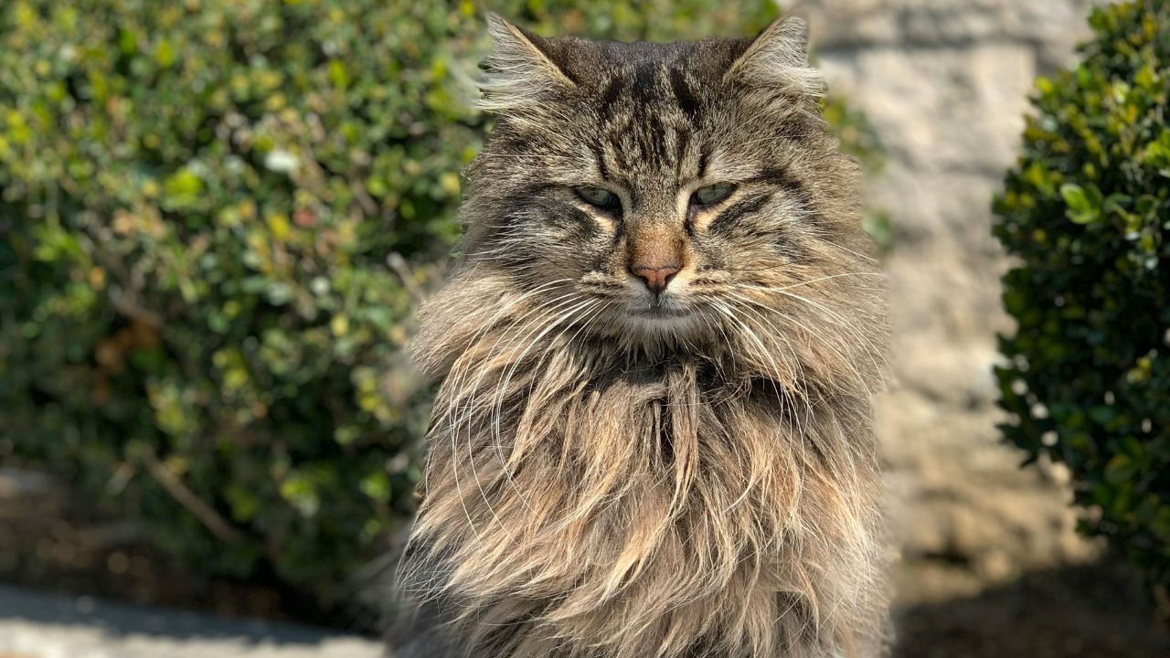 chat perd poils