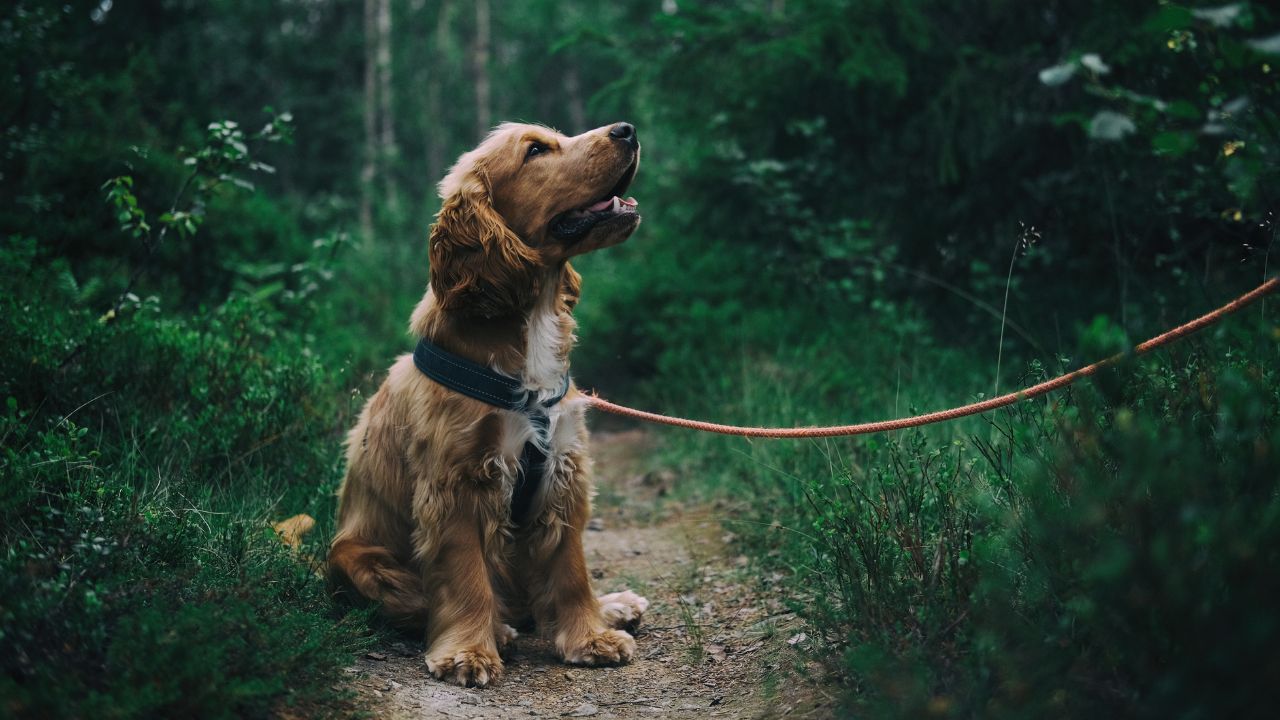 chiens laisse