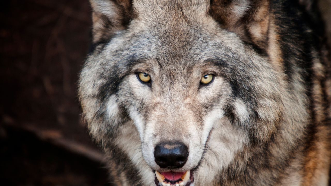 loup