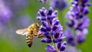 abeilles