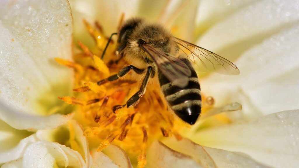 abeilles