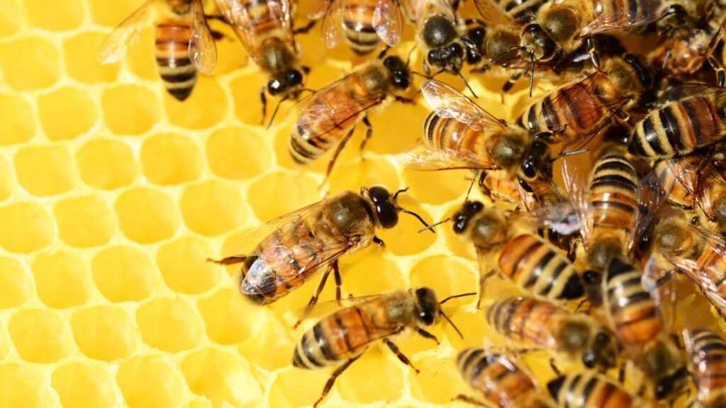 abeilles