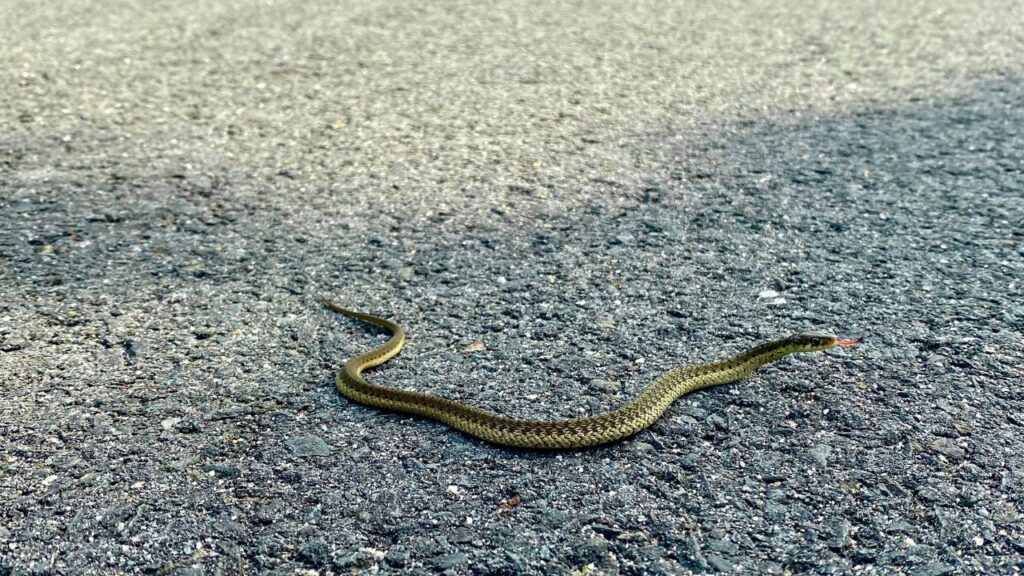 serpent