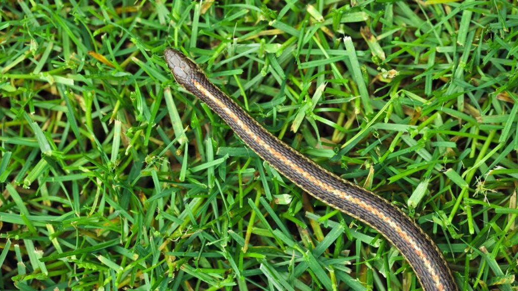 serpents jardin