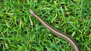 serpents jardin