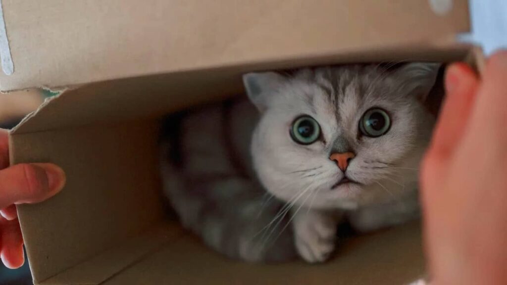 Chat et déménagement stress
