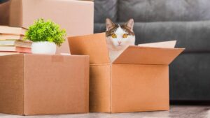 Chat et déménagement : comment préparer son félin au changement de logement ?