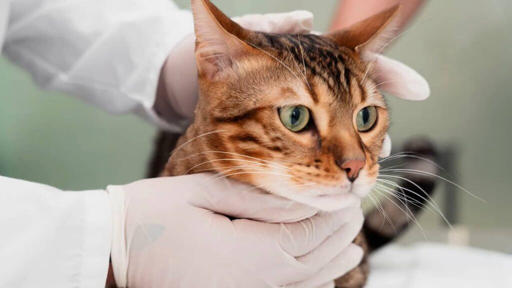 chat chez le vétérinaire