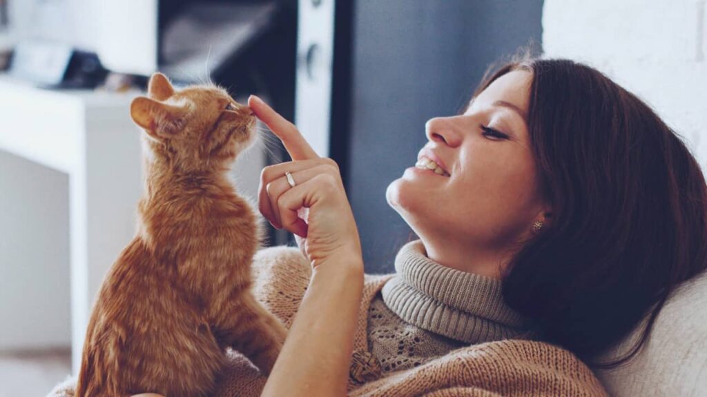 déménagement chat