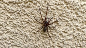 grosse araignee maison signification
