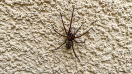 grosse araignee maison signification