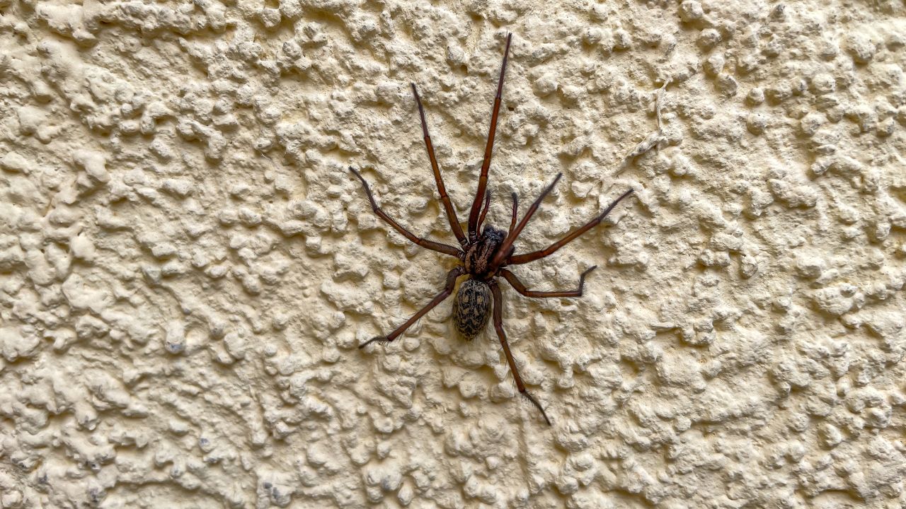 grosse araignee maison signification